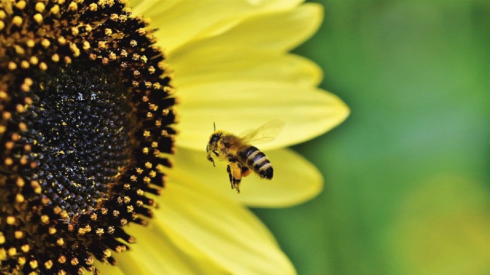 Sonnenblume für Bienen Sonnenblume für Bienen