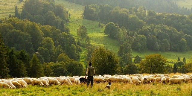 Schäfer mit Hund und seiner Schafherde Schäfer mit Hund und seiner Schafherde