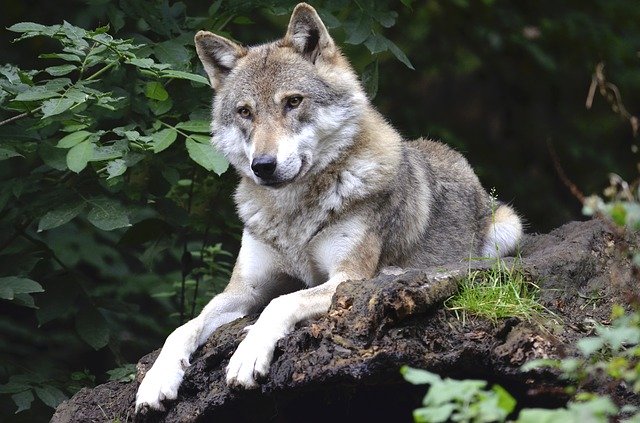ZooRoyal bietet dir artgerechtes Hunde-und Katzenfutter Artgerechtes Futter bei ZooRoyal