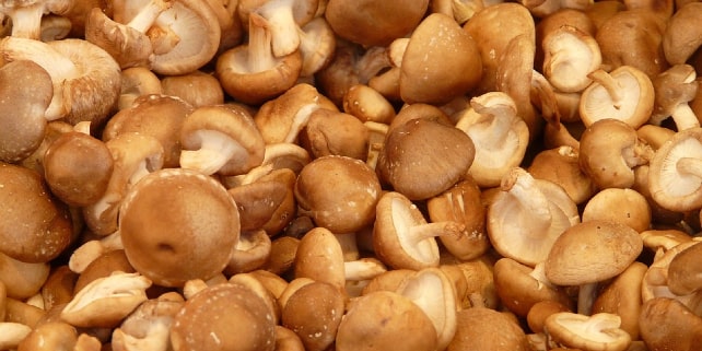 Ein perfekter Fleischersatz ist der Shiitake-Pilz Ein perfekter Fleischersatz ist der Shiitake-Pilz